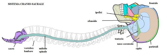 tecnica cranio sacrale tecnica cranio sacrale