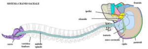 tecnica cranio sacrale