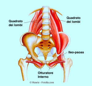 Anatomia del bacino