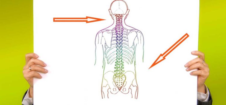 Osteopatia: relazioni tra viscere e struttura